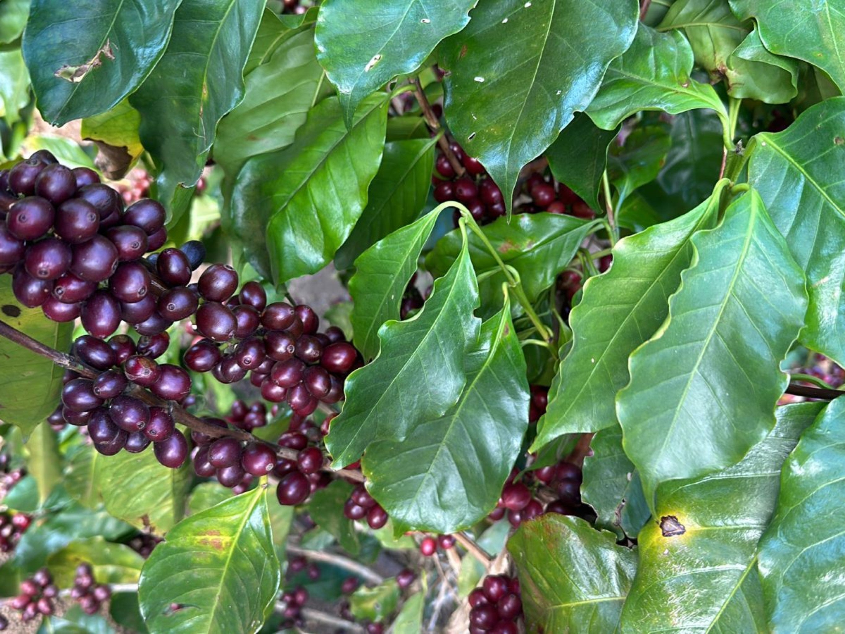 Velvet Bourbon
